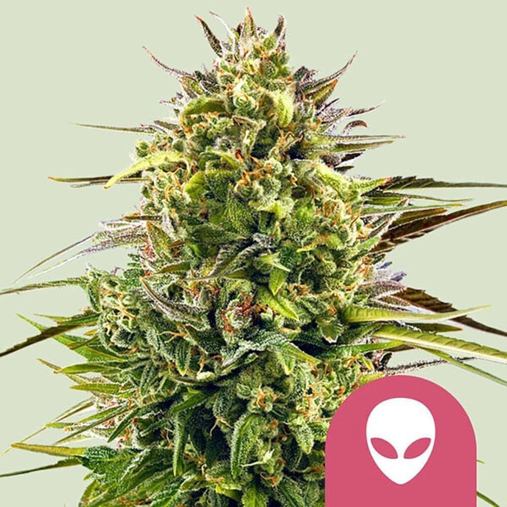 Royal Queen Seeds Alien OG Feminisierte Hanfsamen