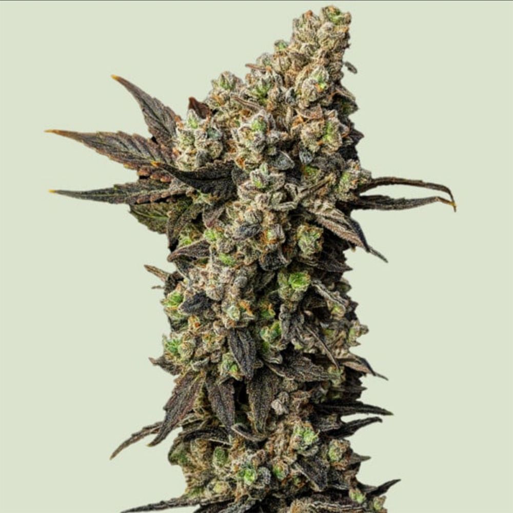 Royal Queen Seeds Astro Lemonade F1 Feminisierte Cannabissamen Blüte