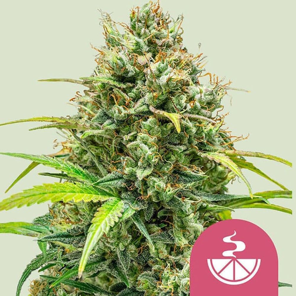 Royal Queen Seeds Lemon Skunk Feminisierte Hanfsamen