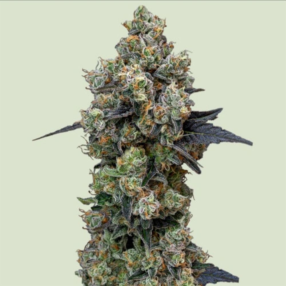 Royal Queen Seeds Orbital Banana F1 Feminisierte Cannabissamen Blüte