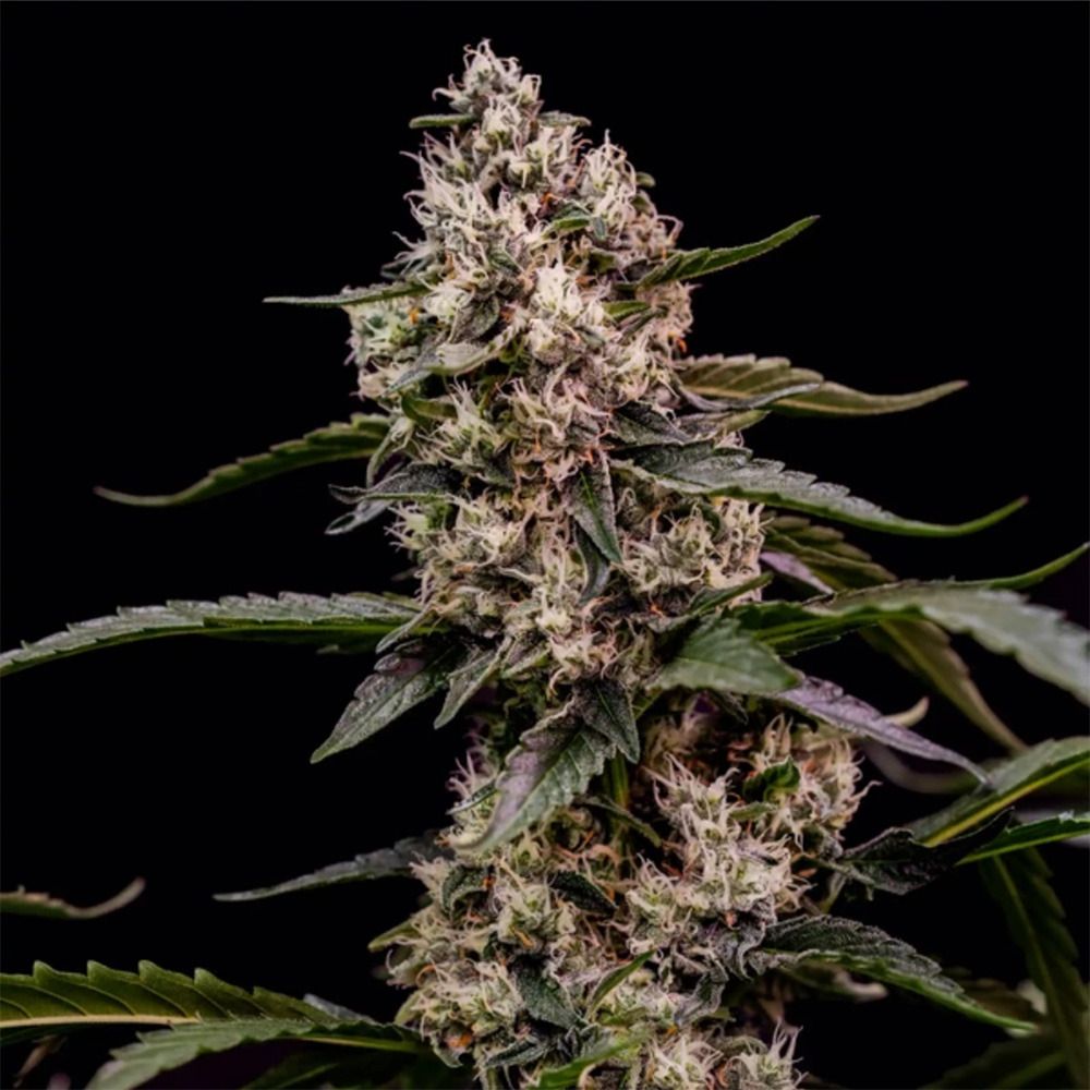 Royal Queen Seeds Orbital Banana F1 Feminisierte Cannabissamen Blüte