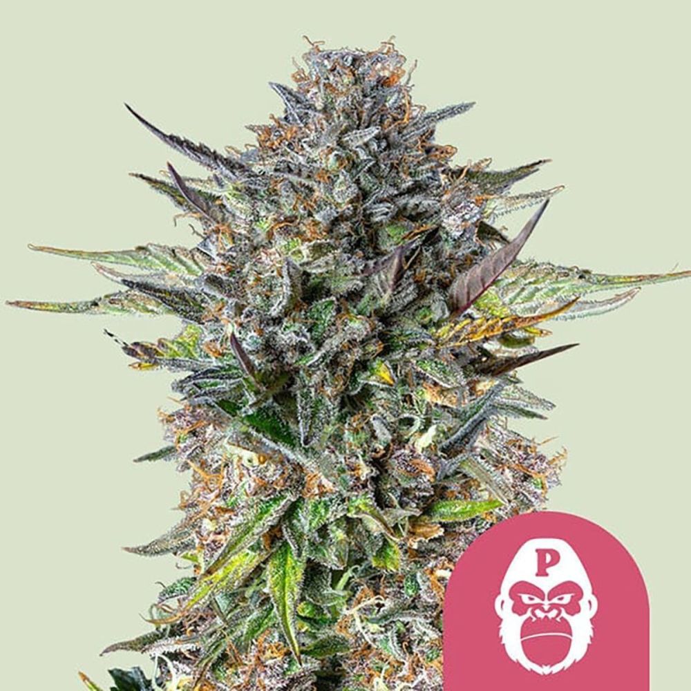 Royal Queen Seeds Pink Gorilla Feminisierte Hanfsamen