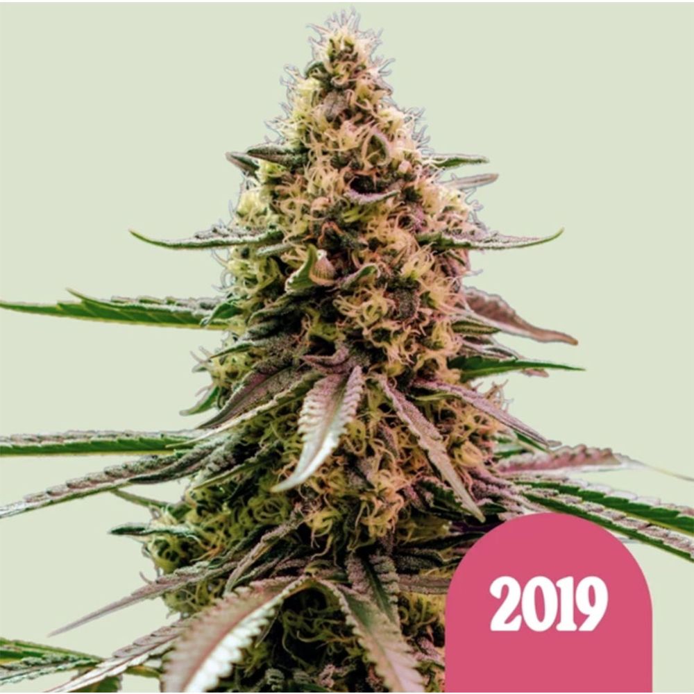 Royal Queen Seeds The 2019 Feminisierte Cannabissamen Blüte