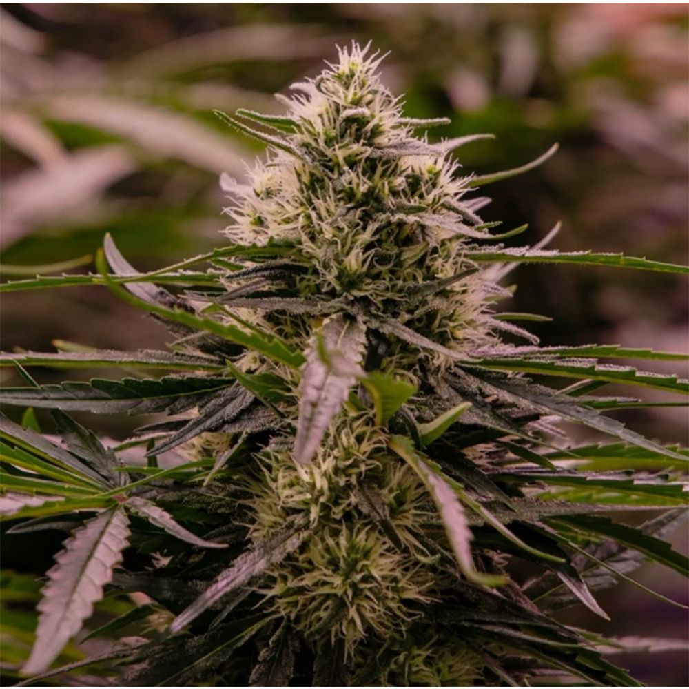 Royal Queen Seeds The 2019 Feminisierte Cannabissamen Blüte