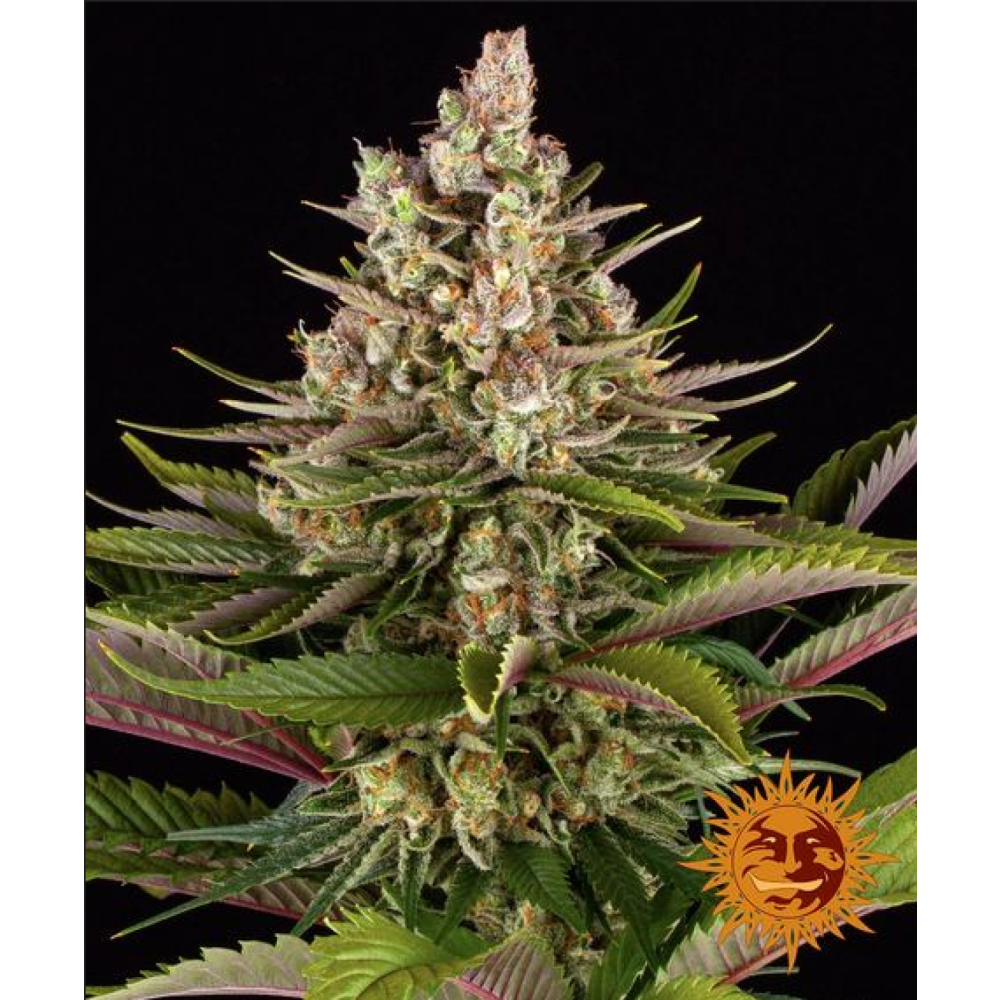 Barneys Farm Sour Strawberry Feminisierte Hanfsamen
