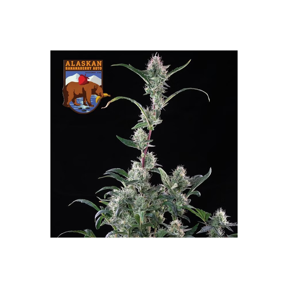 Seedsman Seeds Alaskan Bananaberry Automatic Hanfsamen