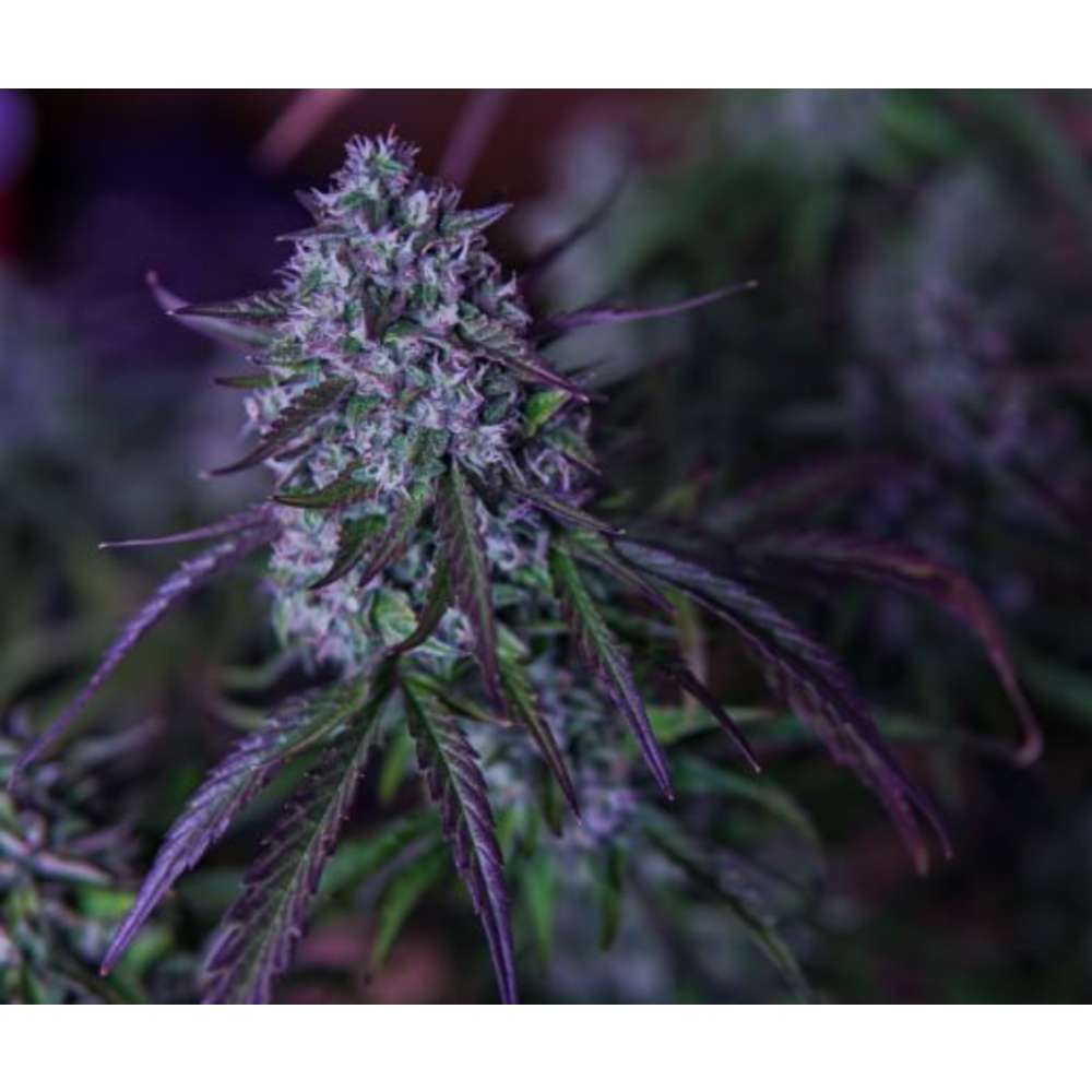 Mephisto Genetics 3Wok OG Automatic Hanfsamen