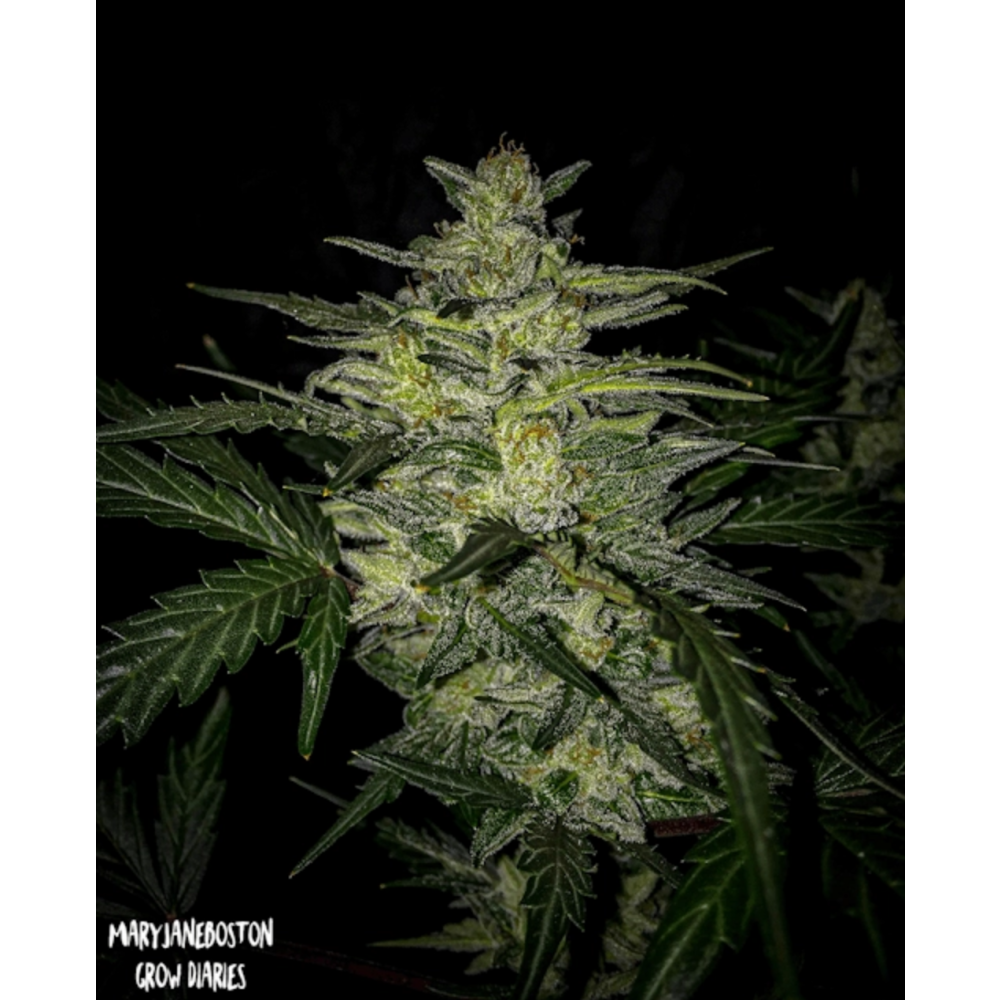 Mephisto Genetics Skylar White Automatic Hanfsamen