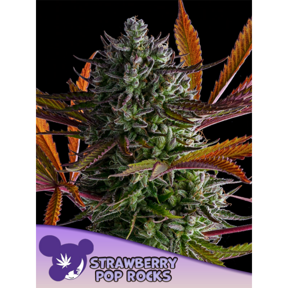 Anesia Seeds Strawberry Pop Rocks Feminisierte Cannabissamen Blüte