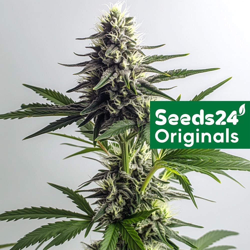 Seeds24 Gorilla Glue #4 Cannabis Blüte 