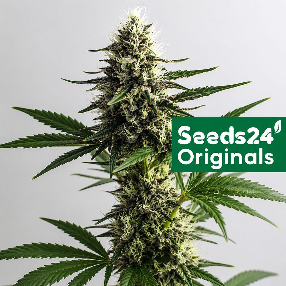 Seeds24 NYC Diesel Cannabis Blüte