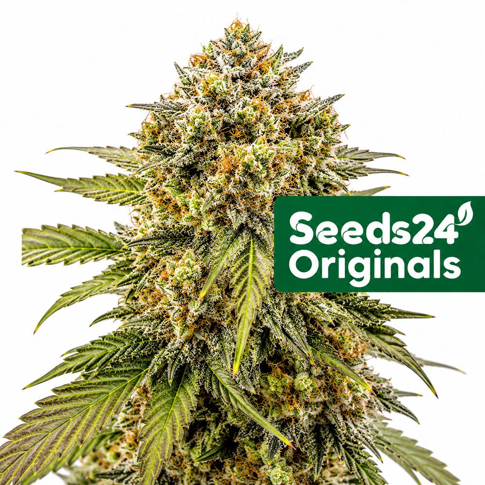 Seeds24 Sweet Afghan Delicious F1 Auto Auto Cannabis Blüte