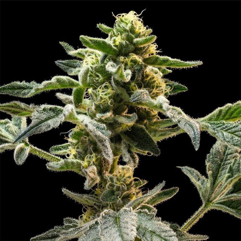 Seedsman Seeds Sherbanger Feminisierte Hanfsamen Blüte