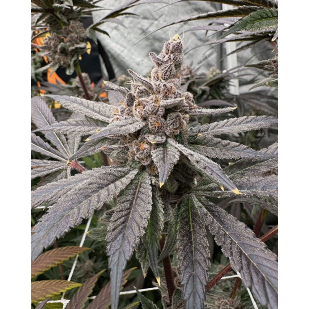 Solfire Gardens Gasserole Feminisierte Cannabissamen Blüte