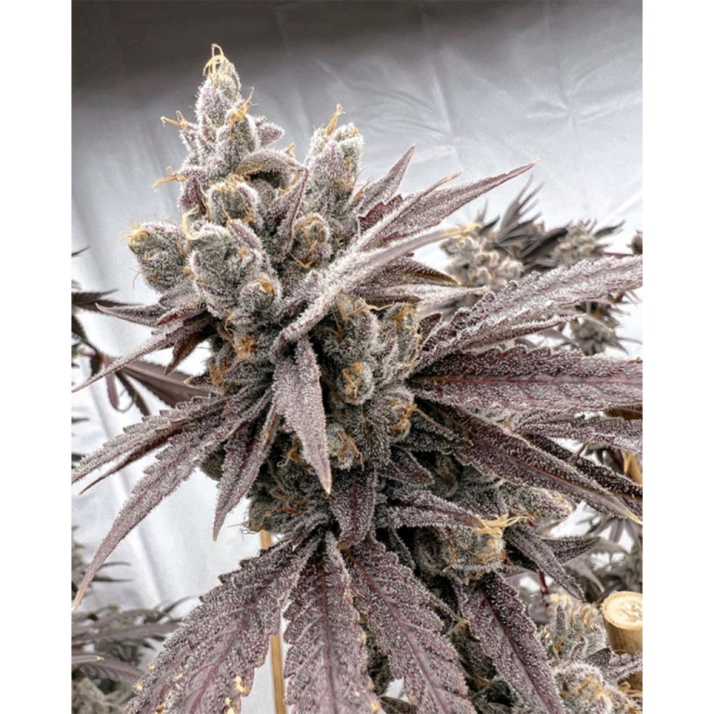 Solfire Gardens Shot Caller Feminisierte Cannabissamen Blüte