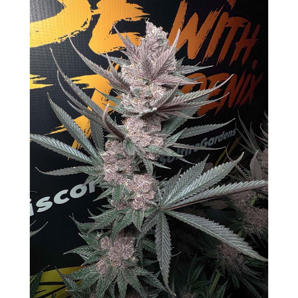 Solfire Gardens The Pulp Father Feminisierte Cannabissamen Blüte