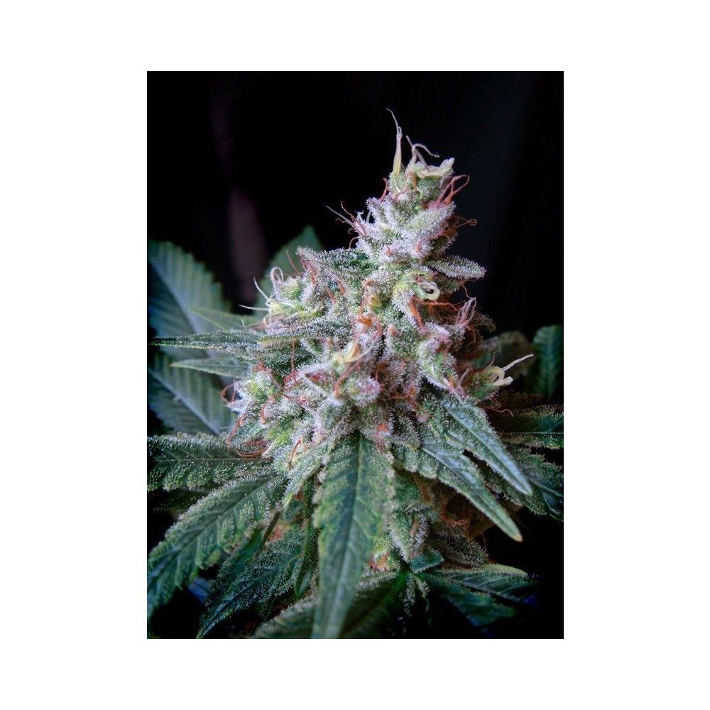 Sweet Seeds Cream Caramel F1 Fast Version Hanfsamen