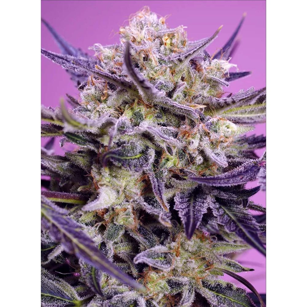Sweet Seeds Pink Guava F1 Fast Version Feminisierte Cannabissblüte