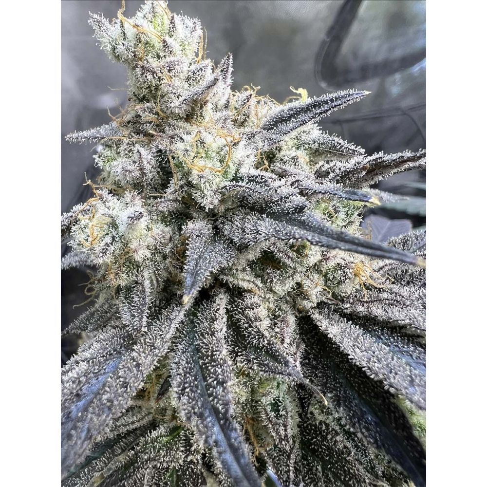 Unami Seed Co Juice Pack Feminisierte Cannabissamen