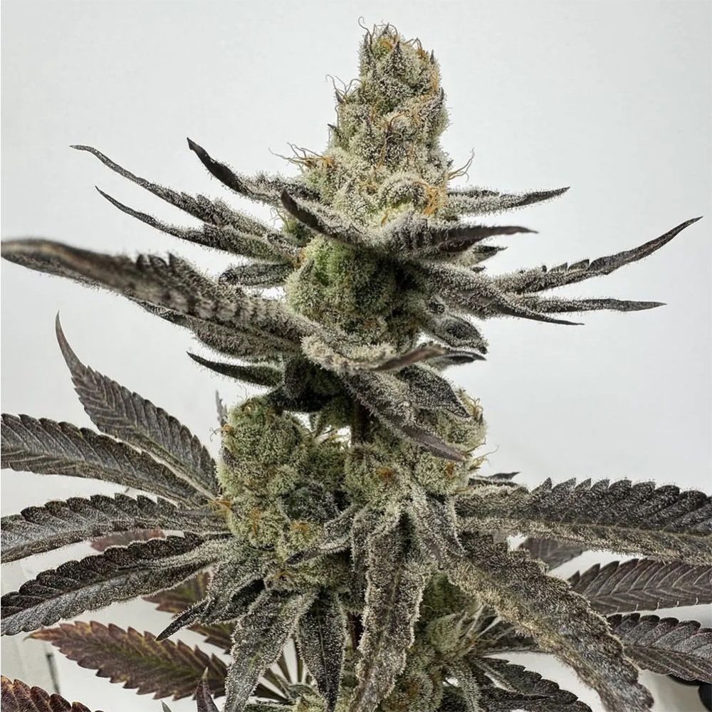 Unami Seed Co Melt Mode Feminisierte Cannabissamen