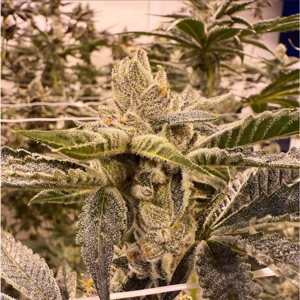 Unami Seed Co Prime Lime Feminisierte Cannabissamen