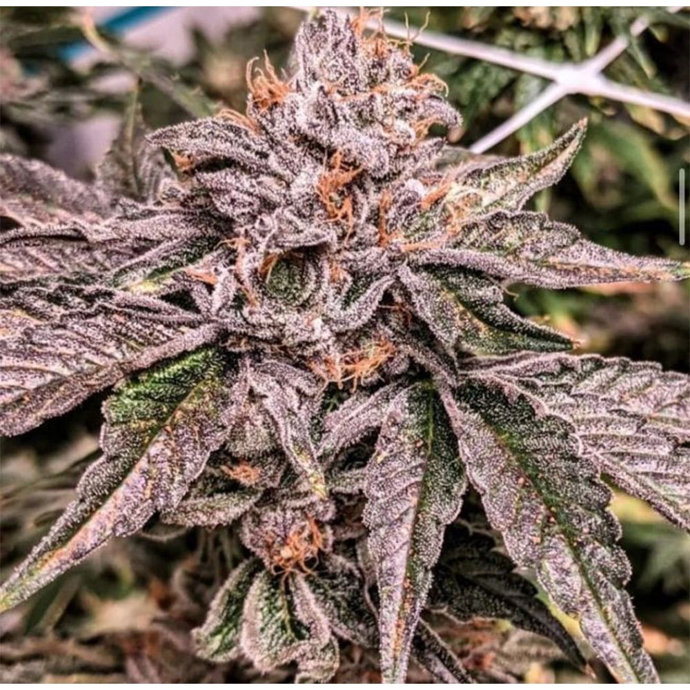 Unami Seed Co Zeltzer Feminisierte Cannabissamen