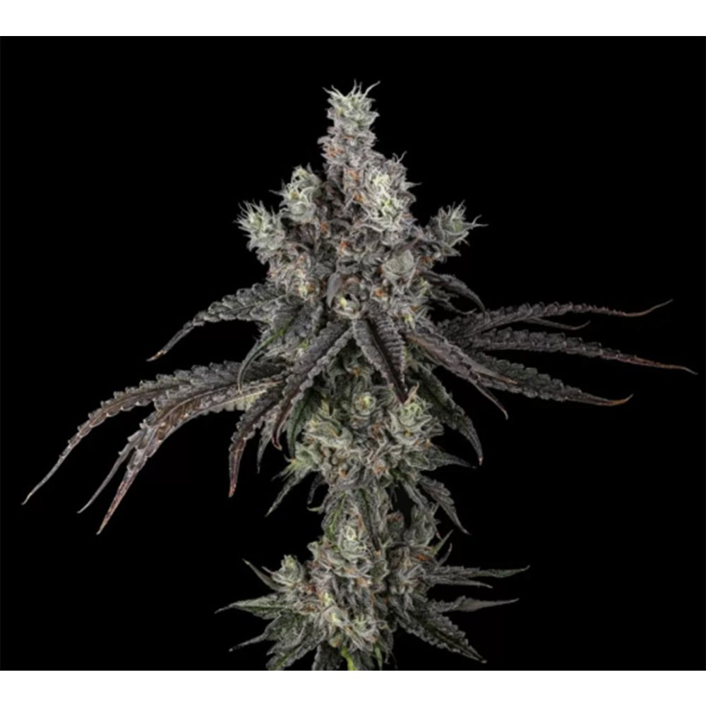 Unami Seed Co Zoda BX1 Feminisierte Cannabissamen