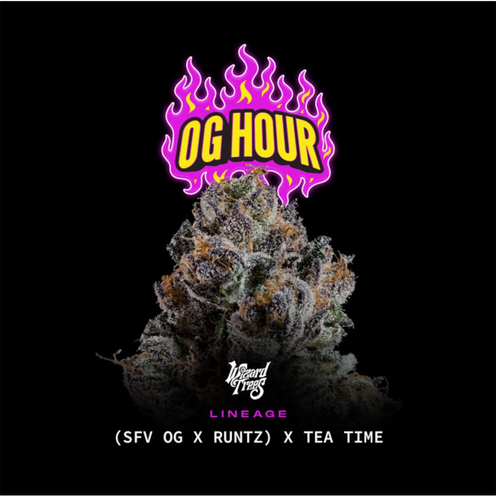 Wizard Trees OG Hour Feminisierte Cannabissamen