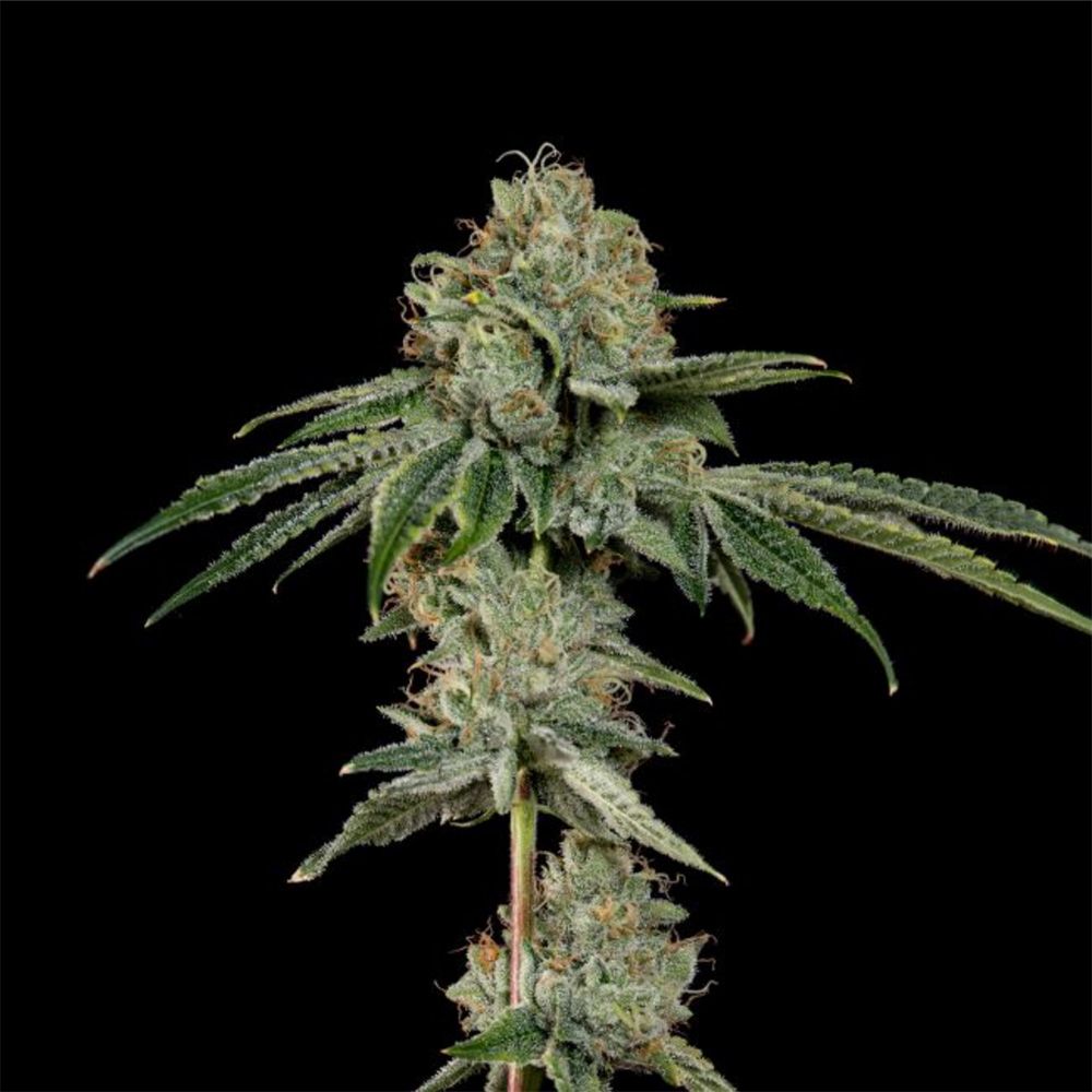 Wizard Trees OG Hour Feminisierte Cannabissamen