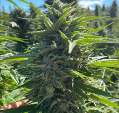 Wedding Cake Auto