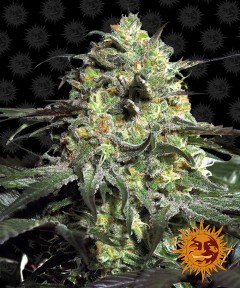 Peyote Cookies Feminisiert