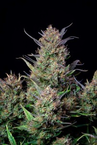 Bruce Banner Auto