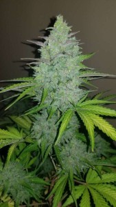 Original Cheese Auto