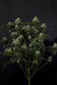 Gorilla Cookies FF Feminisiert