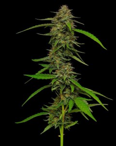 Strawberry Cheesecake Feminisiert