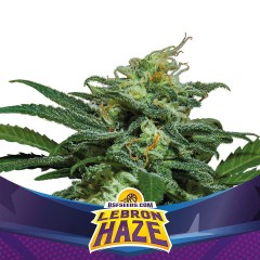 Lebron Haze Auto