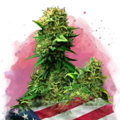 Blue Dream Feminisiert
