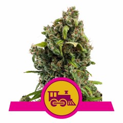 Candy Kush Express FAST Version Feminisiert