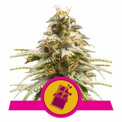 Chocolate Haze Feminisiert