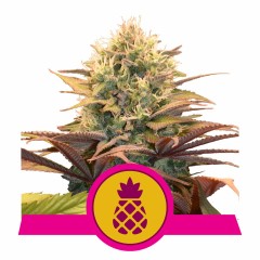 Pineapple Kush Feminisiert