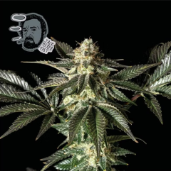 Jack Herer FAST Feminisiert