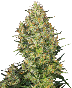 Shiva Skunk Regulär