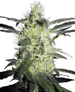 Silver Haze Regulär