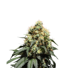 Bruce Lemon Diesel Feminisiert