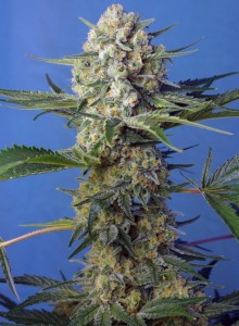 Crystal Candy F1 Fast Version Feminisiert