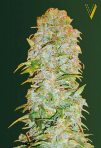 Amnesia Haze Automatic