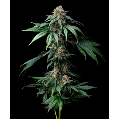 Mendo Breath Feminisiert