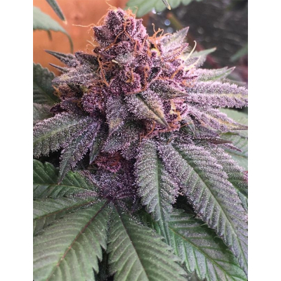 Bubba Kush x PCK Regulär