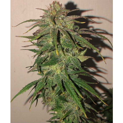 Hokkaido Japan Hemp Regulär