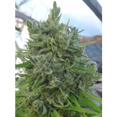 Killer A5 Haze Feminisiert
